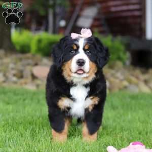 Sadie, Bernese Mountain Dog Puppy